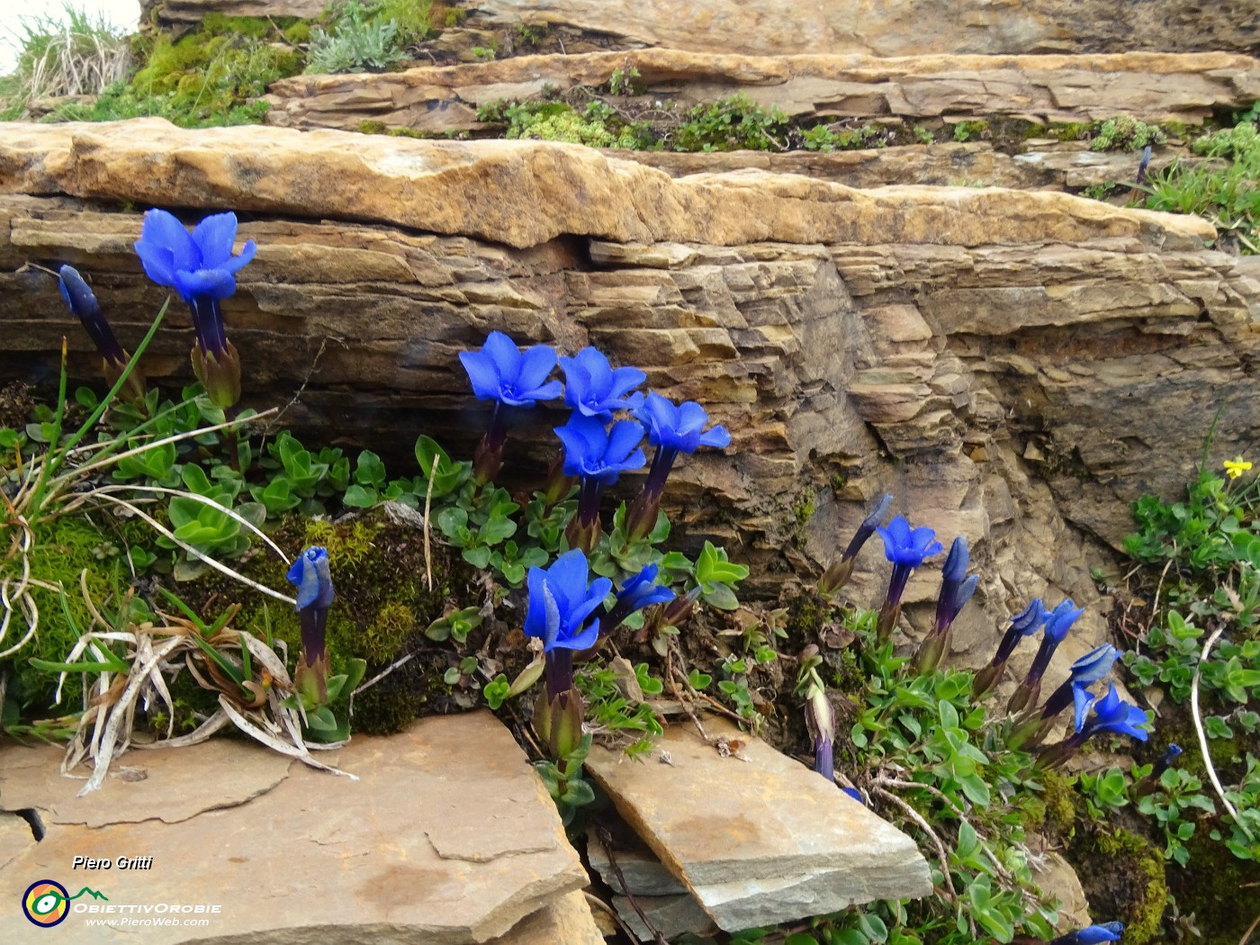 70 Gentiana verna (Genziana primaticcia) tra rocce stratificate.JPG